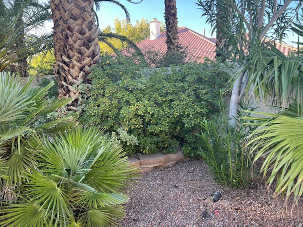 A lush garden scene with various green plants and trees, including palm trees and small shrubs. The garden bed is lined with gravel and there are some clay bricks visible. In the background, red-tiled rooftops rise behind a concrete wall.
