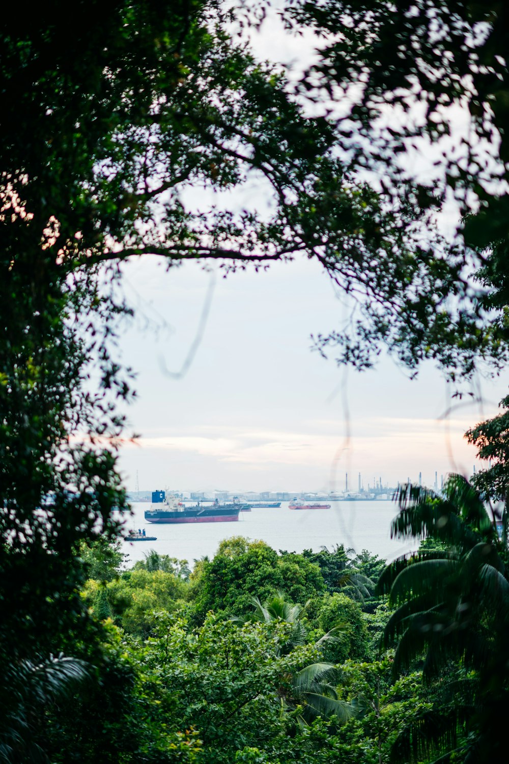 a view of a large body of water through trees