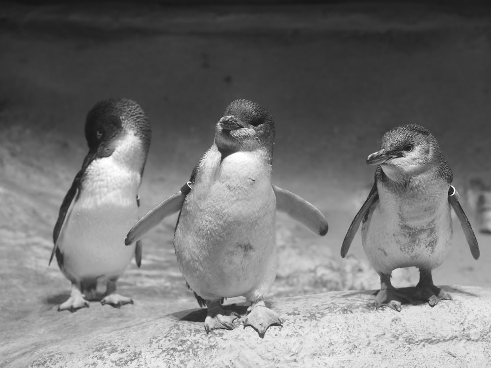 a group of three penguins standing next to each other