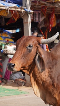 A brown cow with large curved horns stands in front of a market stall. The background displays colorful fabrics and various market items, suggesting a busy outdoor setting.