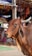 A brown cow with large curved horns stands in front of a market stall. The background displays colorful fabrics and various market items, suggesting a busy outdoor setting.
