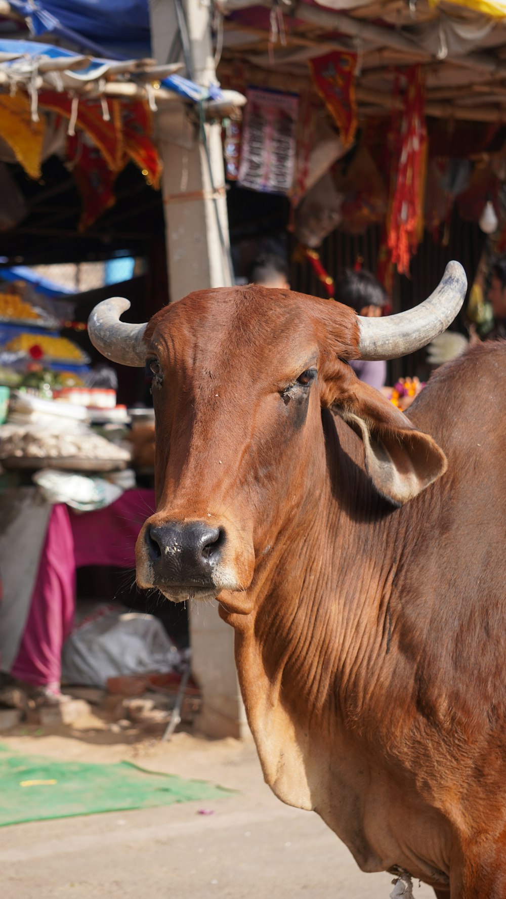 a brown cow with large horns standing in front of a store
