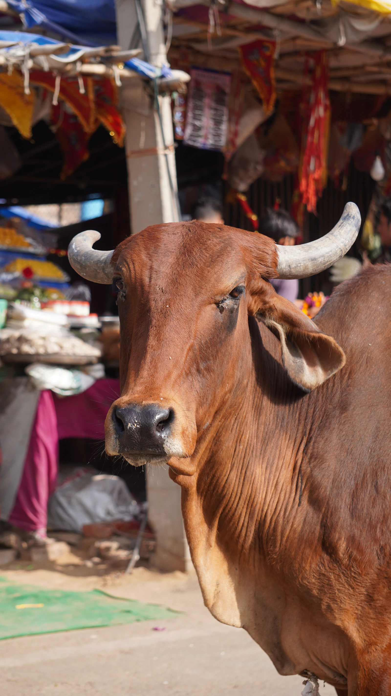 A Gir cow, an indigenous Indian breed