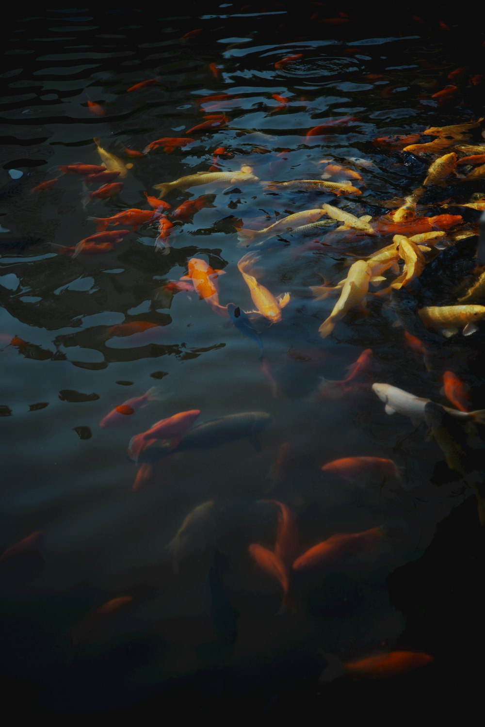 a group of fish swimming in a pond