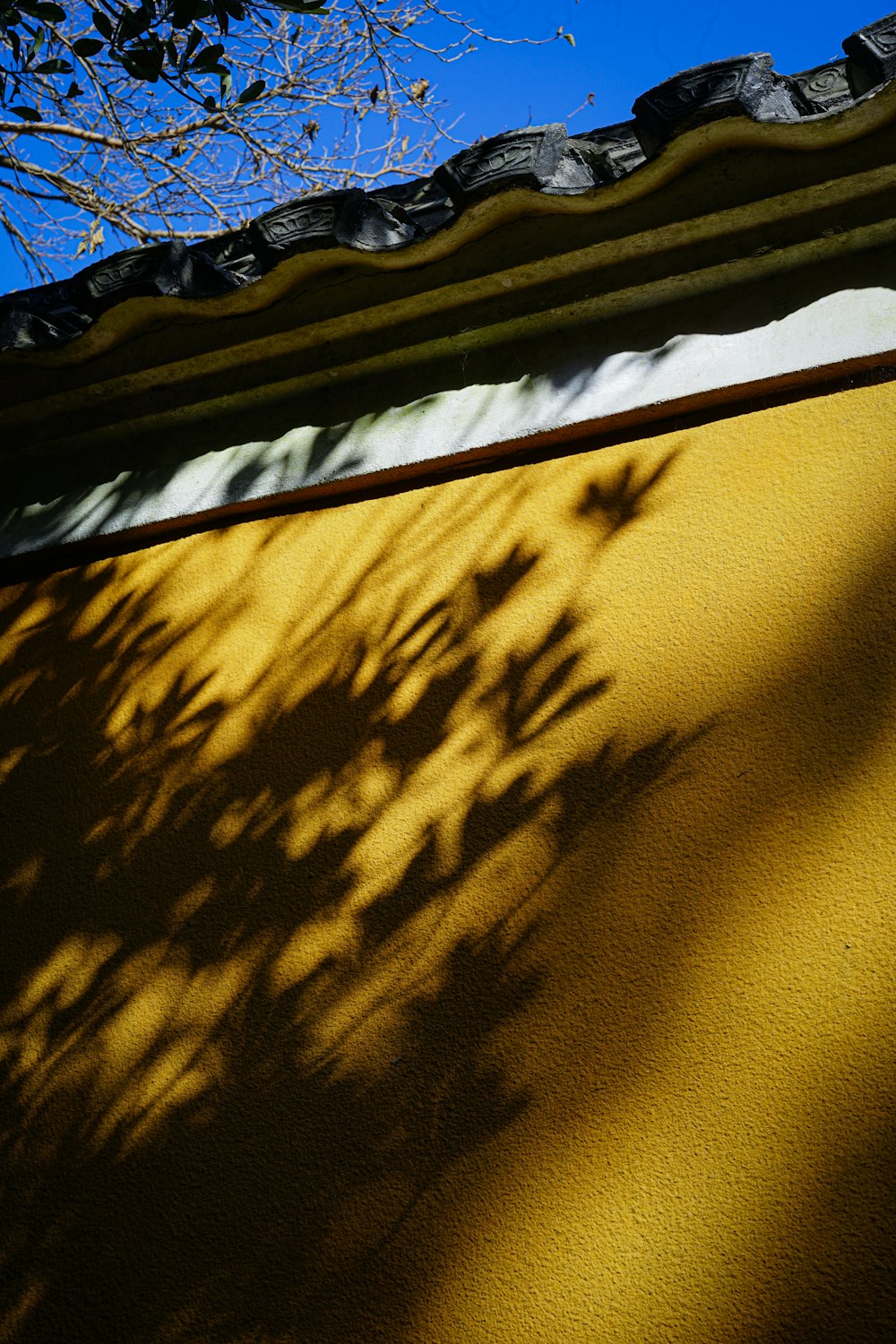 Ein Schatten einer Pflanze auf einer gelben Wand