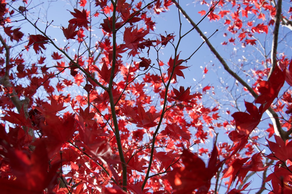 a tree with red leaves against a blue sky