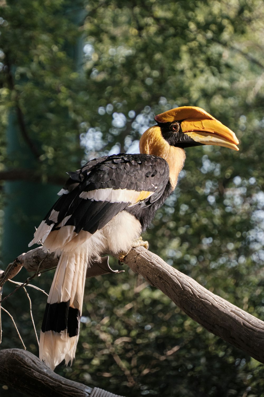 un grand oiseau assis au sommet d’une branche d’arbre