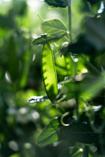Close-up of vibrant green pea pods growing on a plant in a sunlit field.