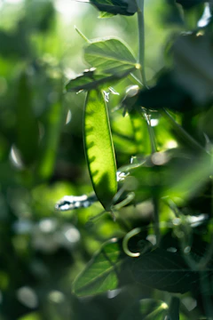 Close-up of ripe pulses hanging on healthy plants in natural sunlight.