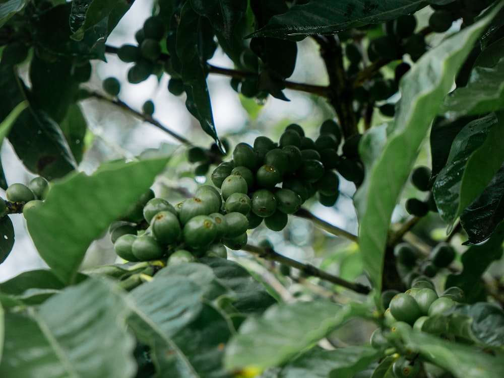 a tree filled with lots of green fruit