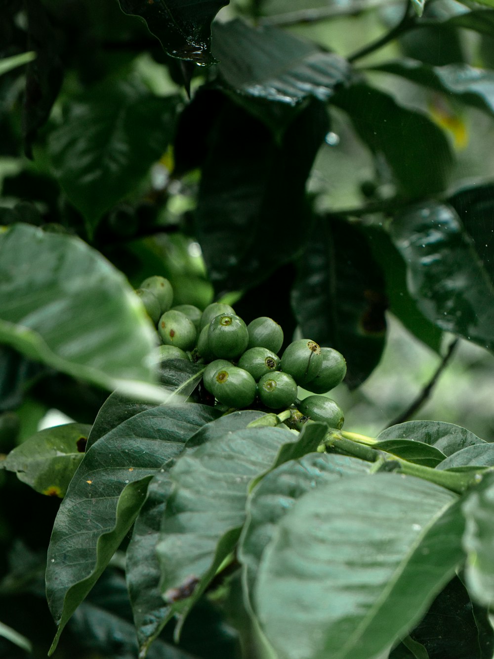 a tree filled with lots of green leaves