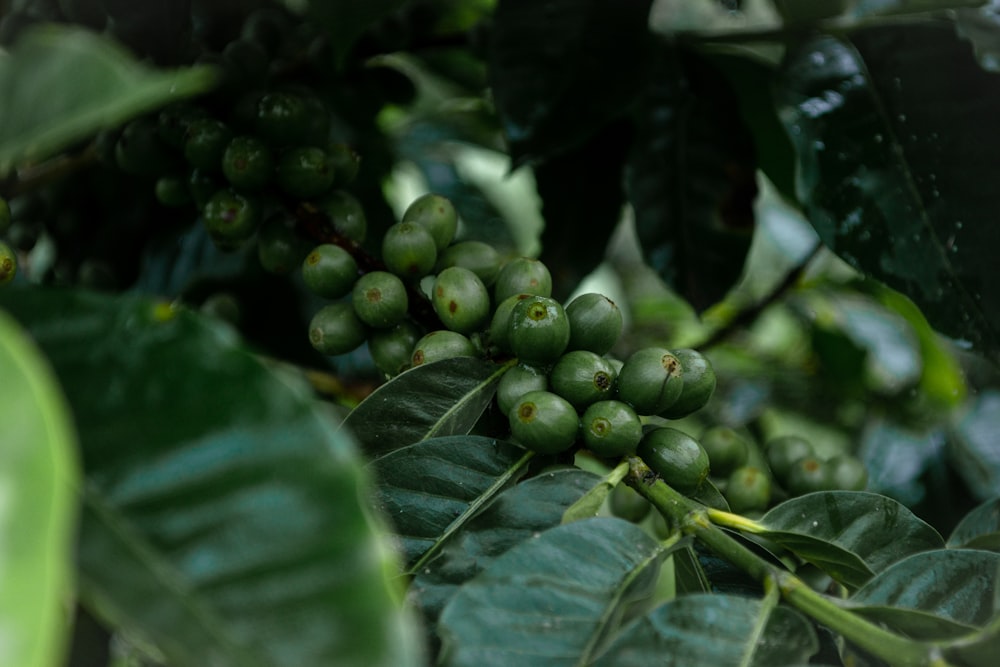 a bunch of coffee beans hanging from a tree
