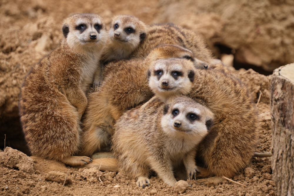 a group of three meerkats standing next to each other