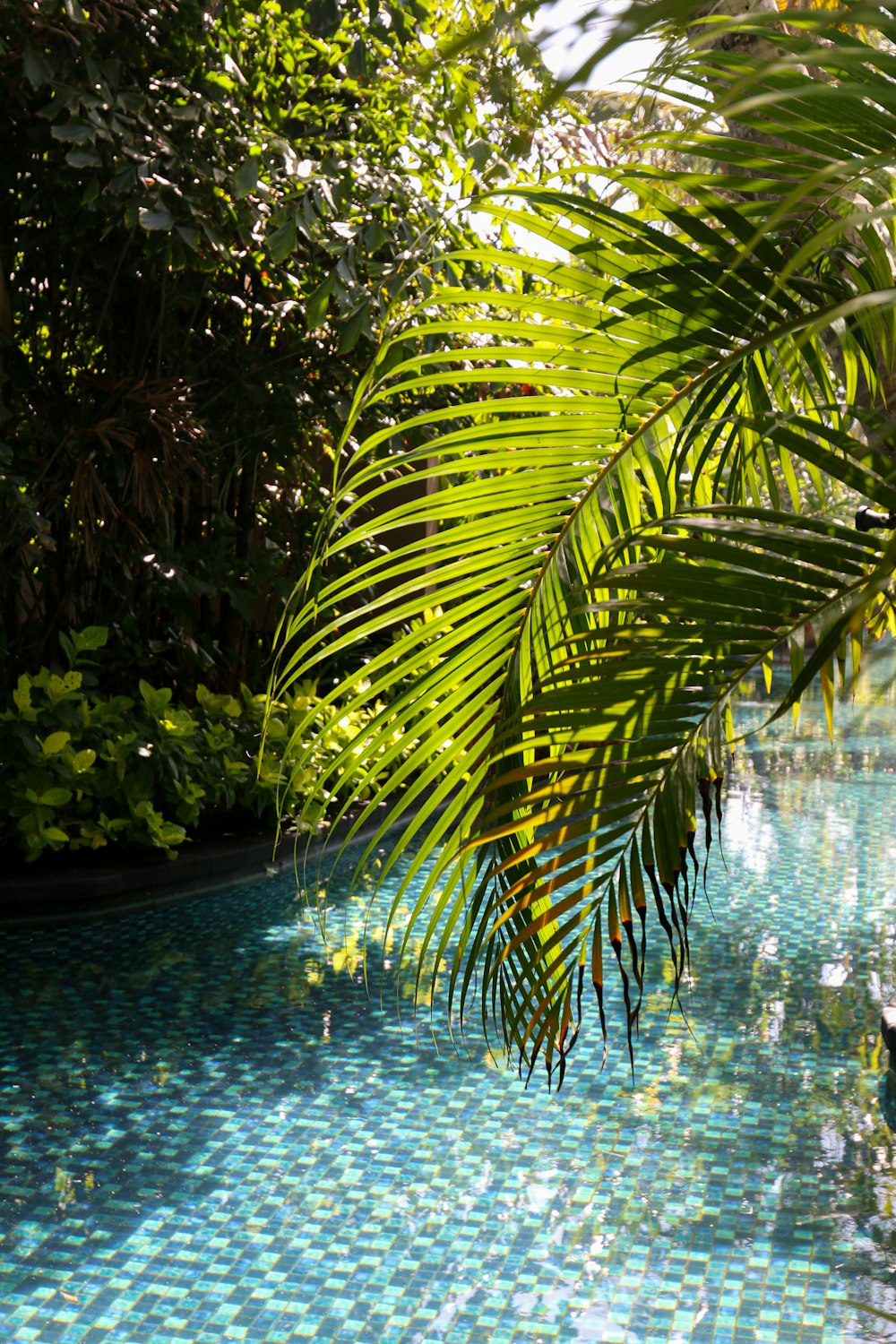 a pool surrounded by lush green trees and blue water