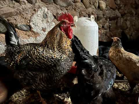 Automatic poultry drinkers installed in a clean, well-organized chicken coop.