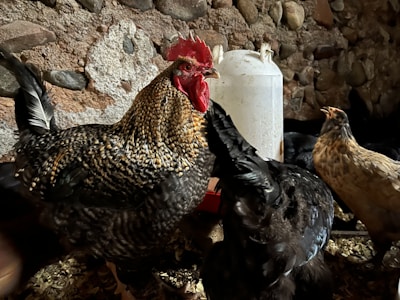 A variety of durable waterers for chickens arranged neatly on wooden pallets.