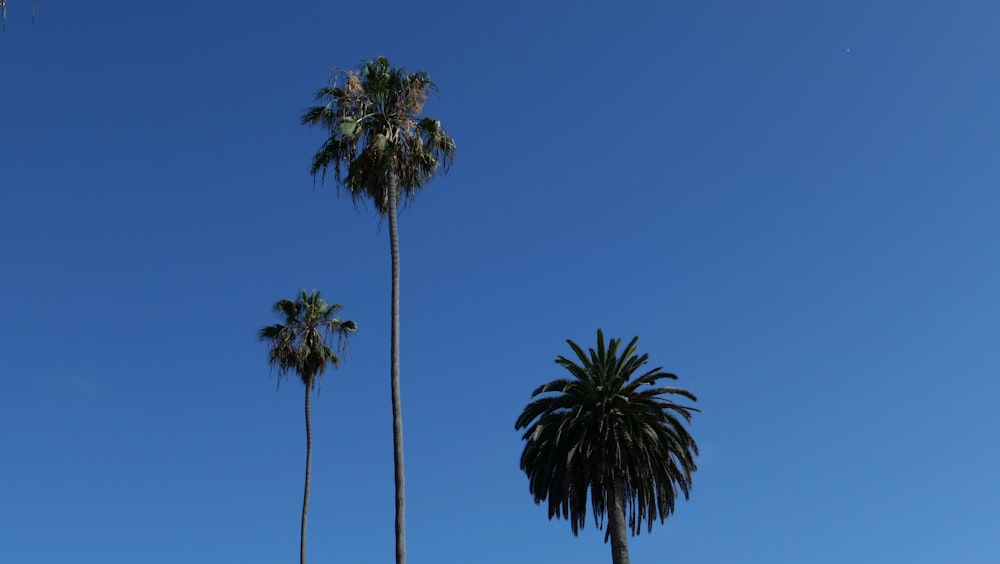 three palm trees against a blue sky with no clouds