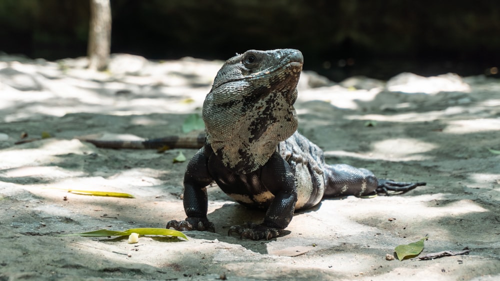 a large lizard sitting on top of a sandy ground