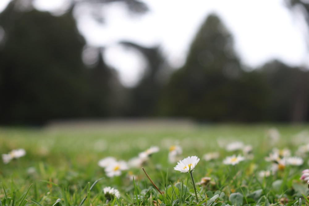 a field full of white flowers with trees in the background