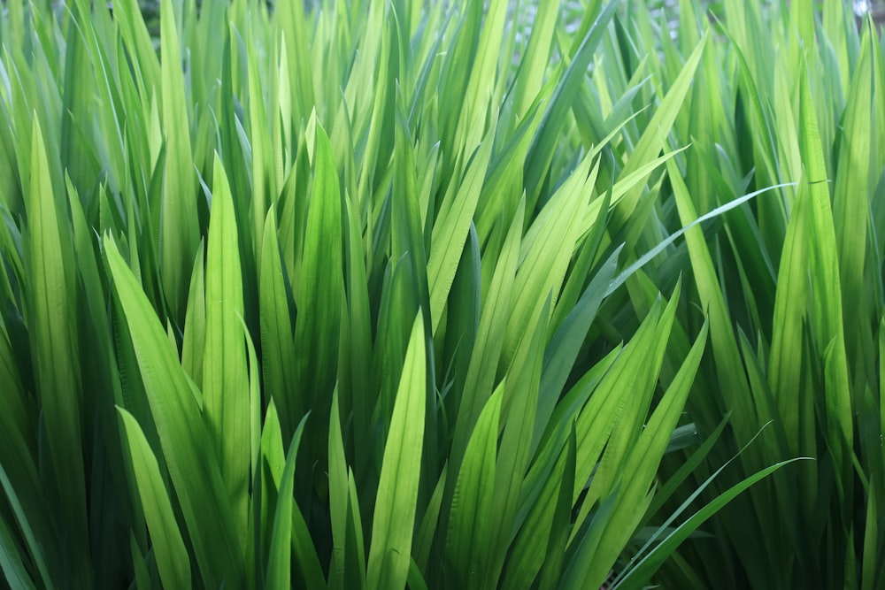 a close up of a green plant with lots of leaves