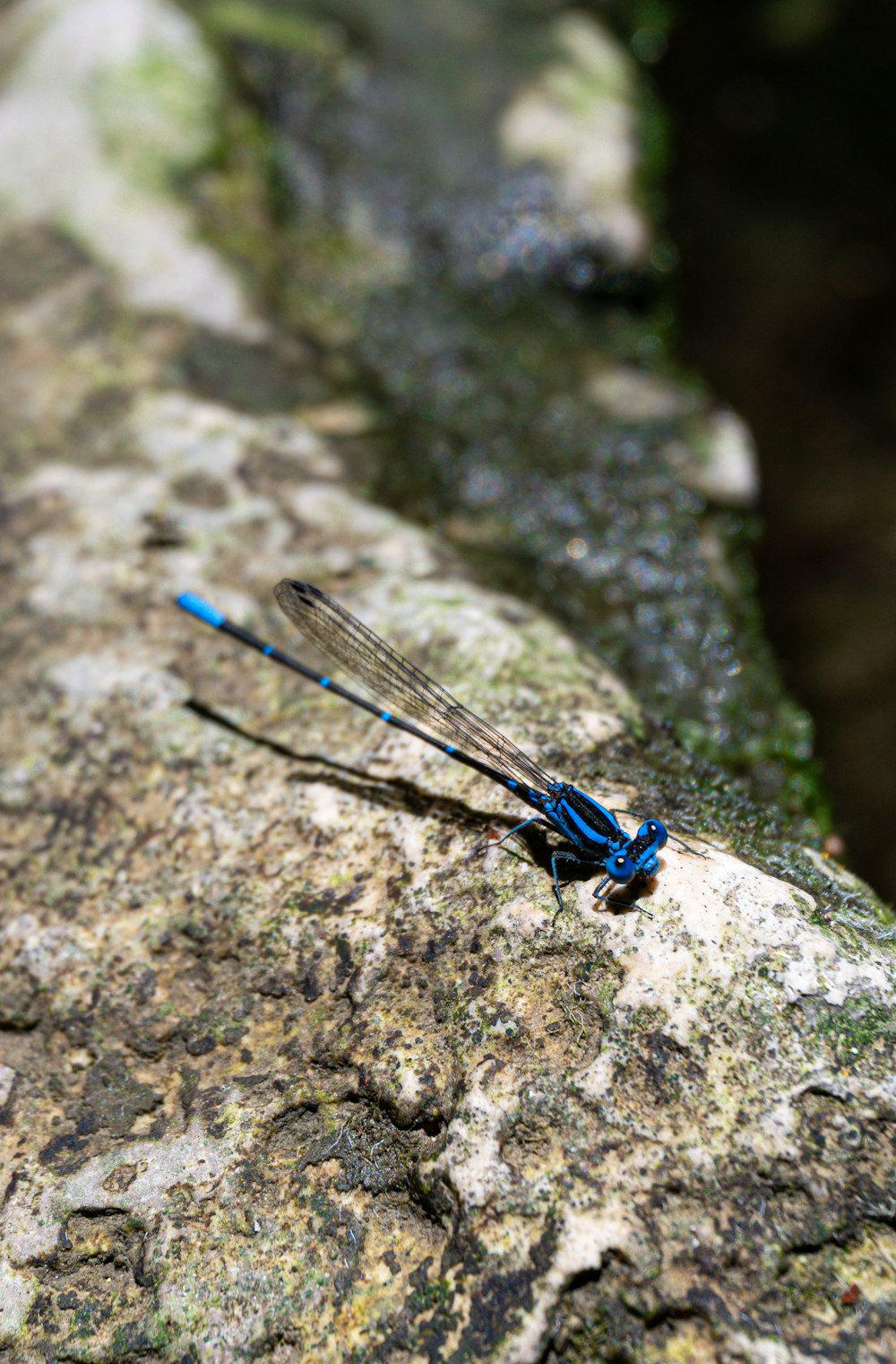 a blue and black dragonfly sitting on a rock