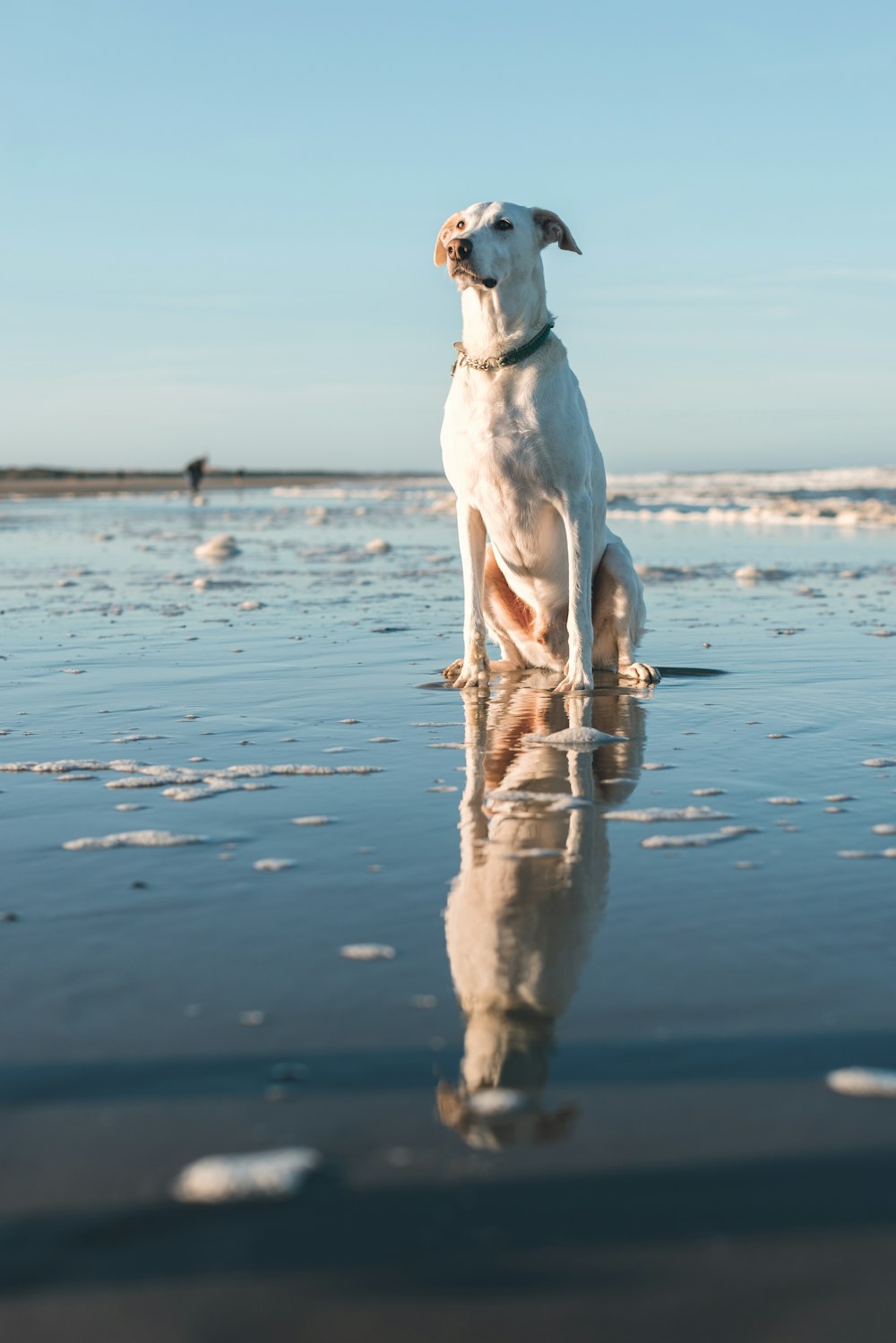 Un perro blanco sentado en la cima de una playa junto al océano