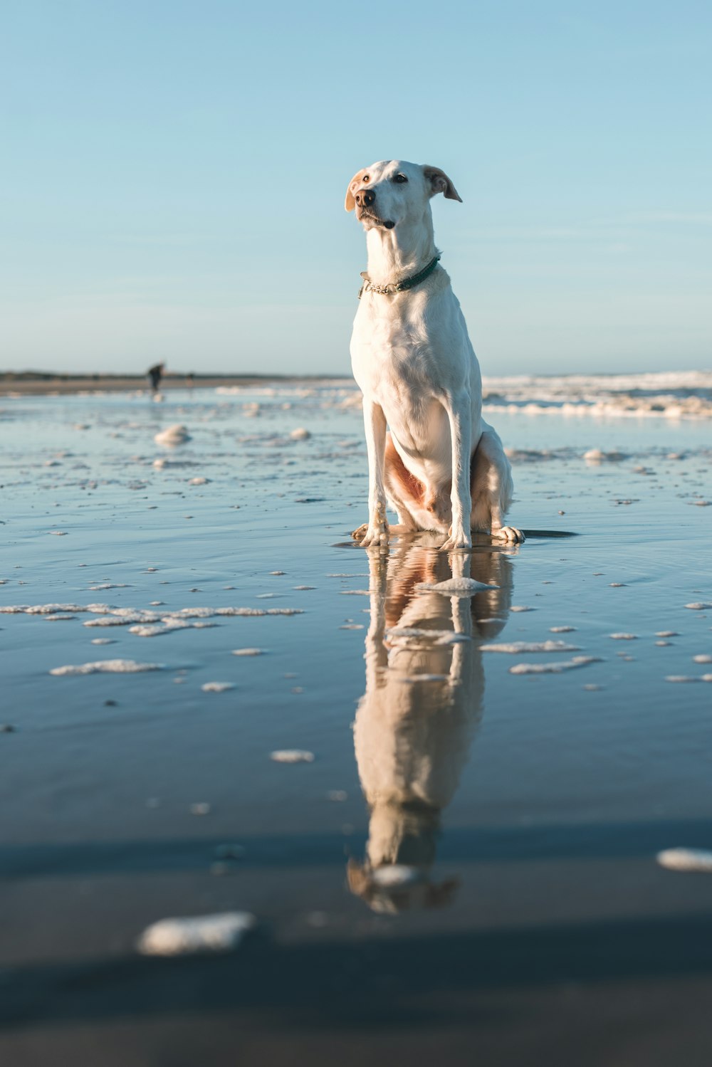 a white dog sitting on top of a beach next to the ocean