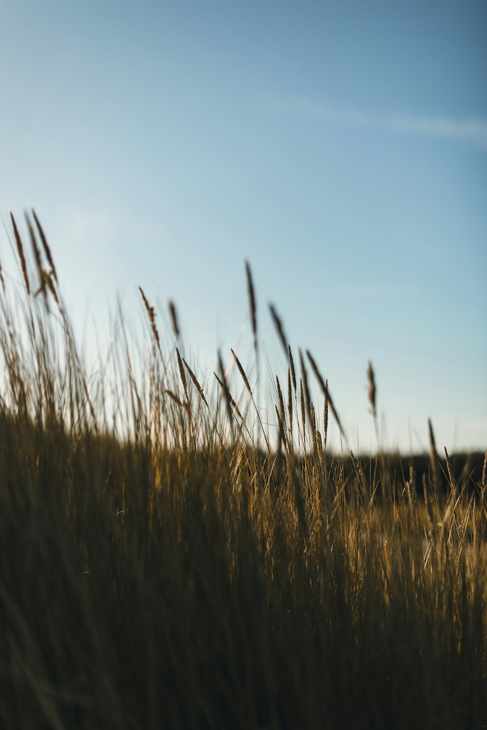 a field of tall grass with a blue sky in the background