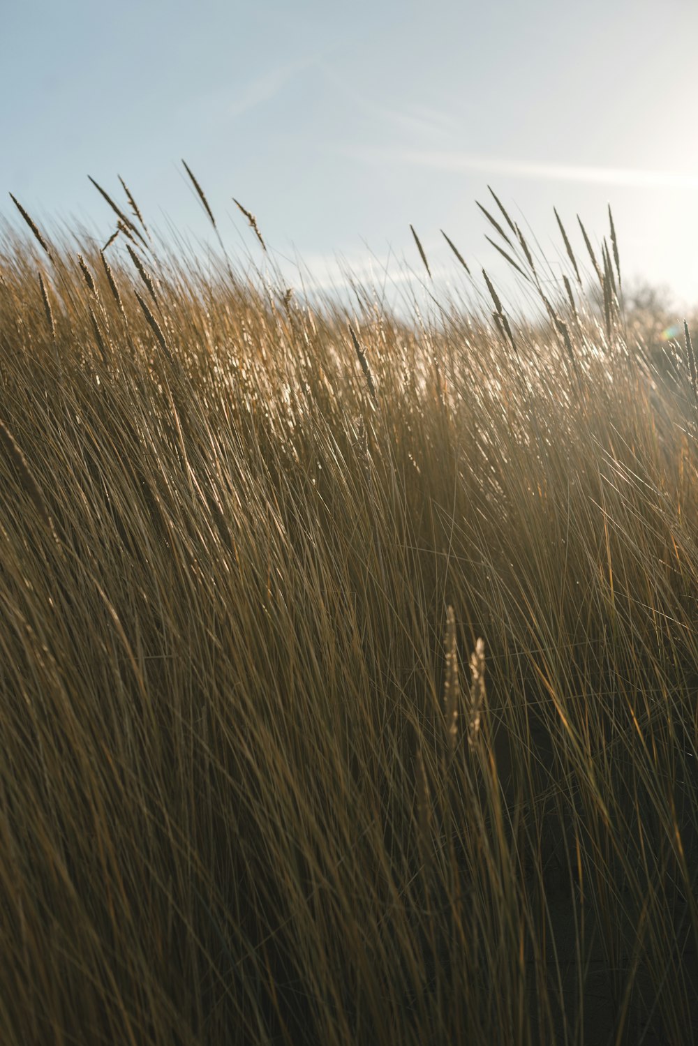 a field of tall grass with the sun in the background