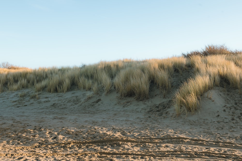 a sandy beach with grass growing on top of it