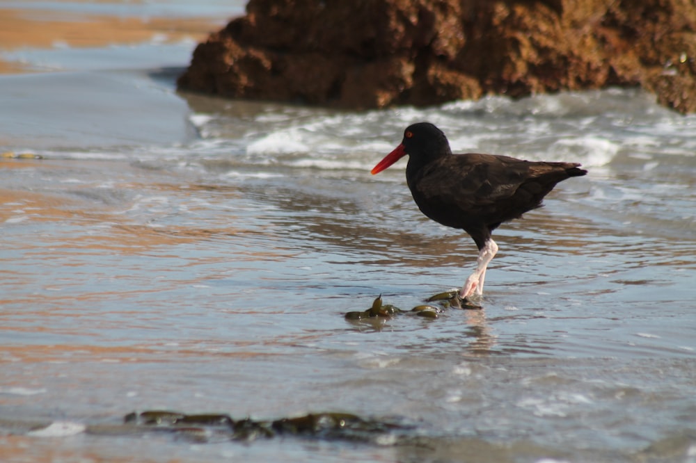 a black bird standing on top of a sandy beach