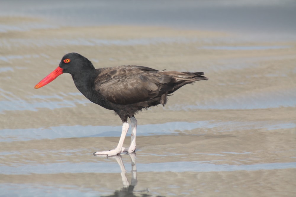 a black bird with a red beak standing on the beach