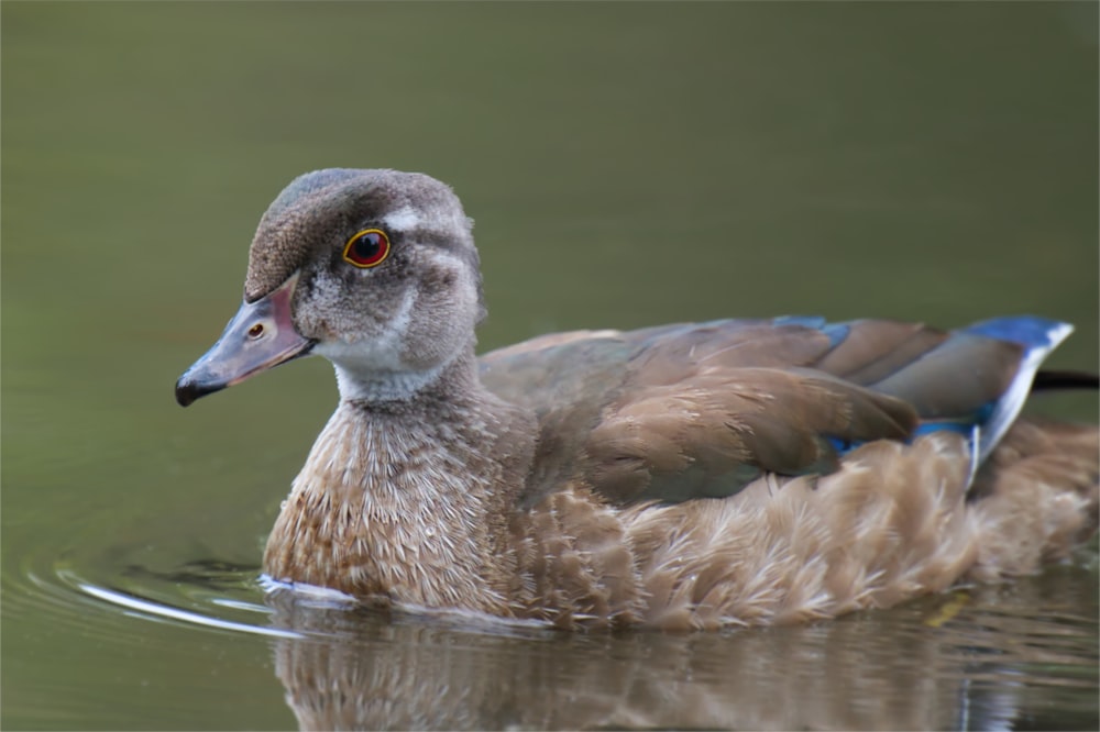 a close up of a duck in a body of water