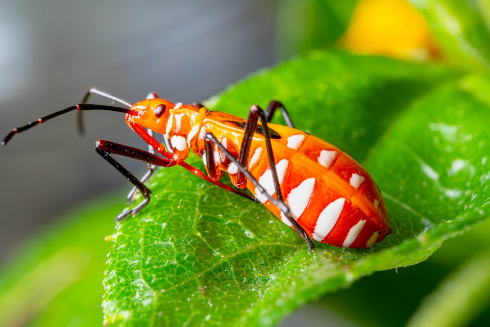 a close up of a red and white insect on a green leaf