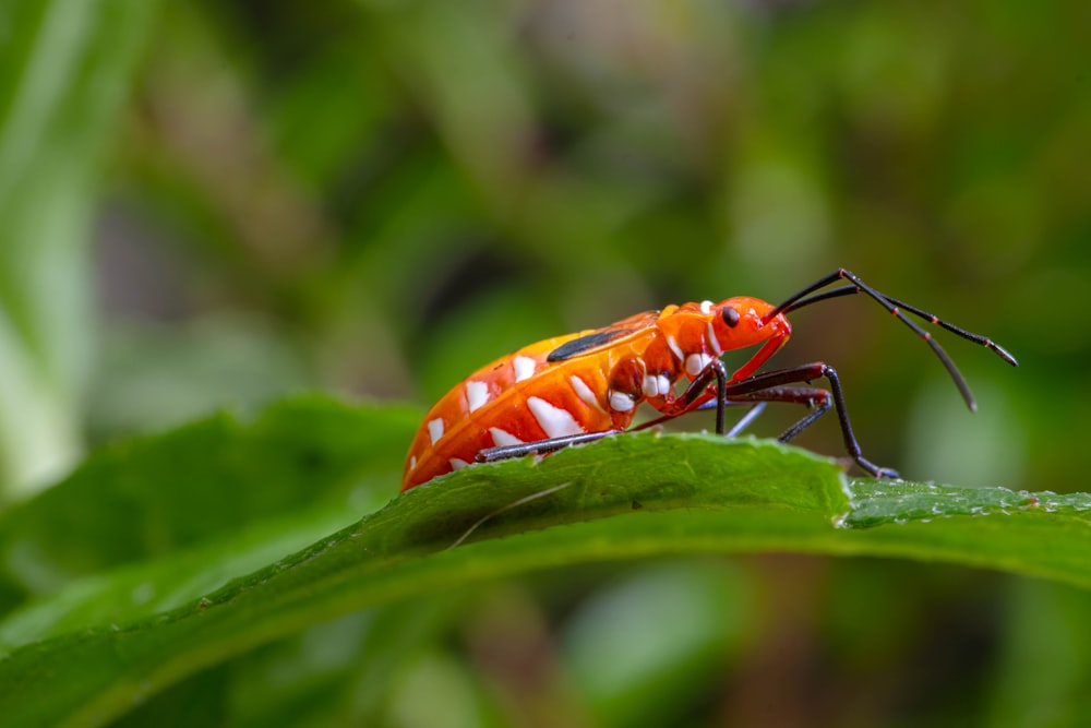 a red and white bug sitting on top of a green leaf