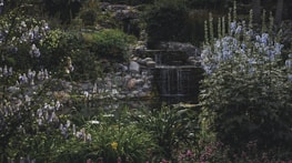 A beautifully landscaped backyard featuring native Brazilian flora and a small water feature.