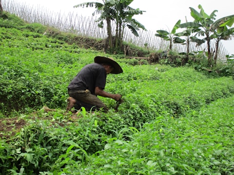 A person wearing a large hat is working in a lush, green field, surrounded by various types of vegetation. The field is tiered and located in a rural area with wooden fences and banana trees visible in the background.