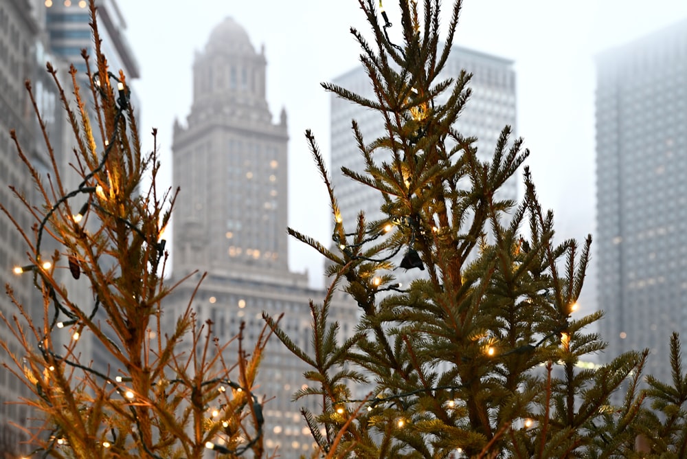 a close up of a christmas tree in a city