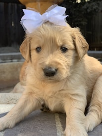 A fluffy golden retriever puppy with a soft cream-colored coat is wearing a white bow on its head, lying down on a stone surface. The background is slightly blurred, featuring some out-of-focus garden elements.