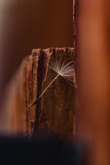 Close-up of a fresh neem dattoon resting on a smooth wooden surface with soft natural light highlighting its texture.