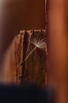 A single dandelion seed rests on a rough wooden surface, with detailed textures of the wood grain visible. Soft lighting creates a warm atmosphere, with the seed appearing delicate and ethereal.