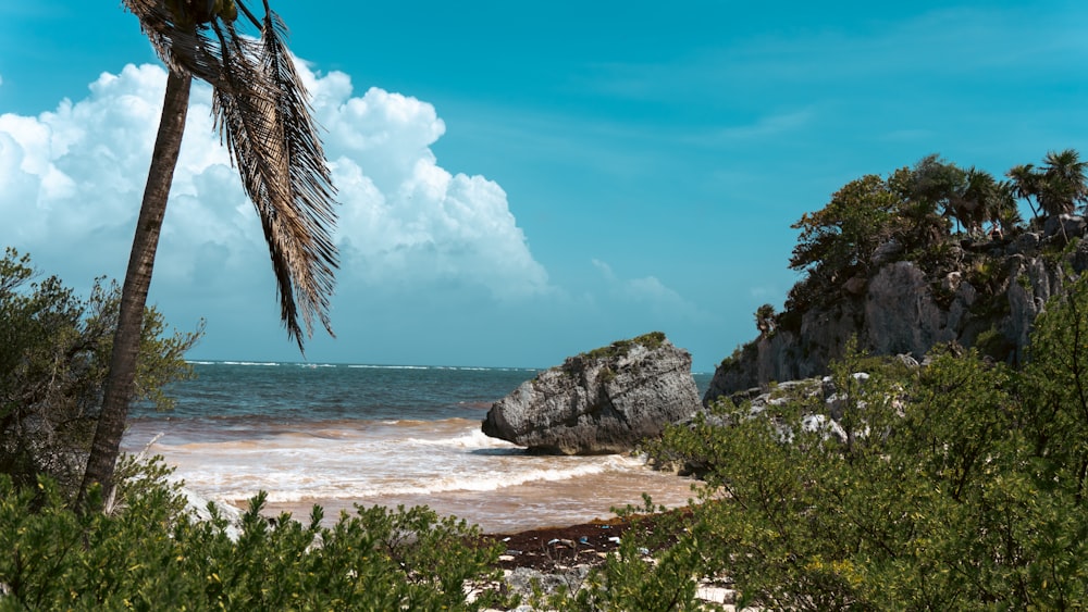 a view of a beach with a palm tree in the foreground