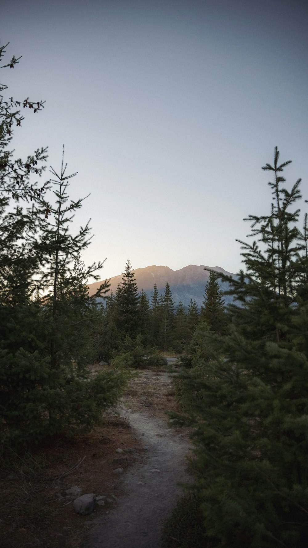 a path in the woods with a mountain in the background