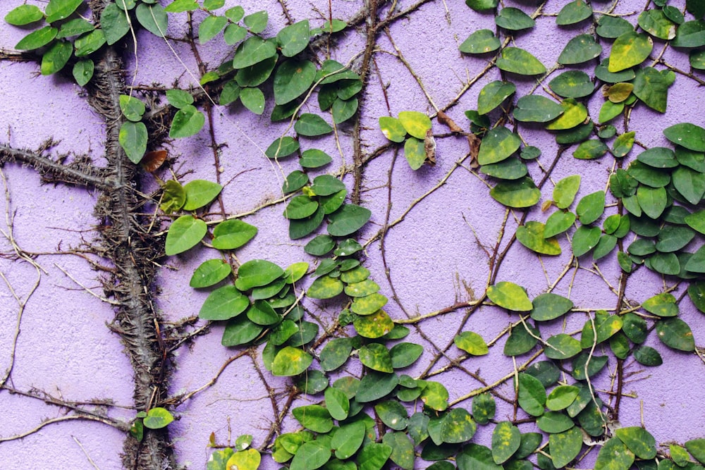 a purple wall covered in green leaves and vines