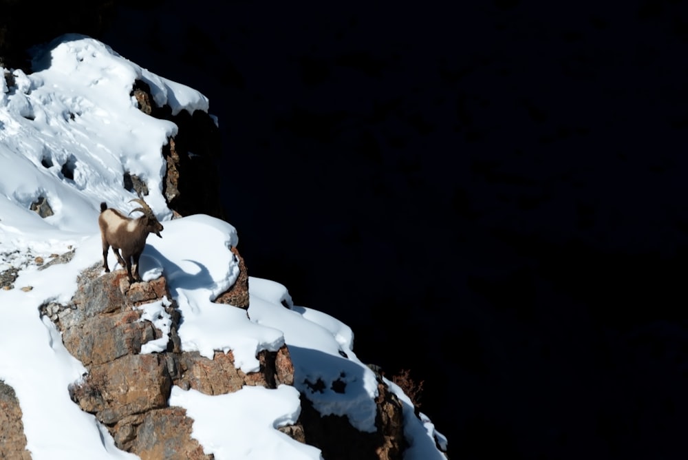 a mountain goat standing on top of a snow covered mountain