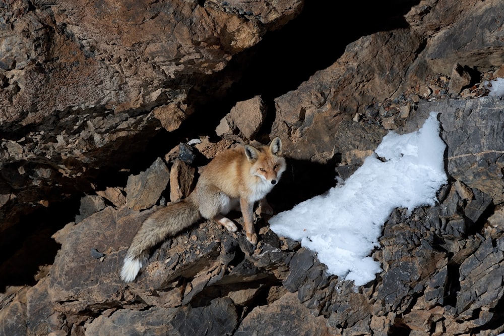 a fox standing on top of a pile of rocks
