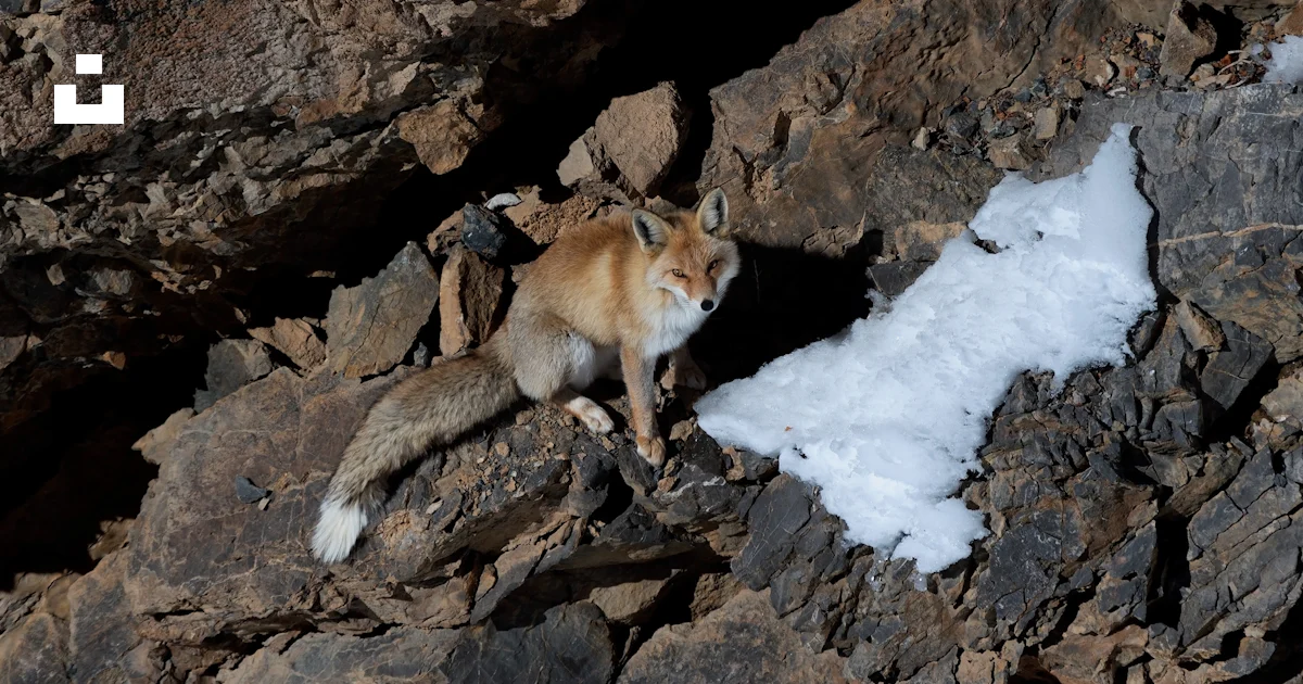 A fox standing on top of a pile of rocks photo – Free Animal Image on ...