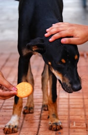 A black and tan dog stands on a tiled surface with its head lowered. One hand gently pats the dog's head while another hand offers a round biscuit.