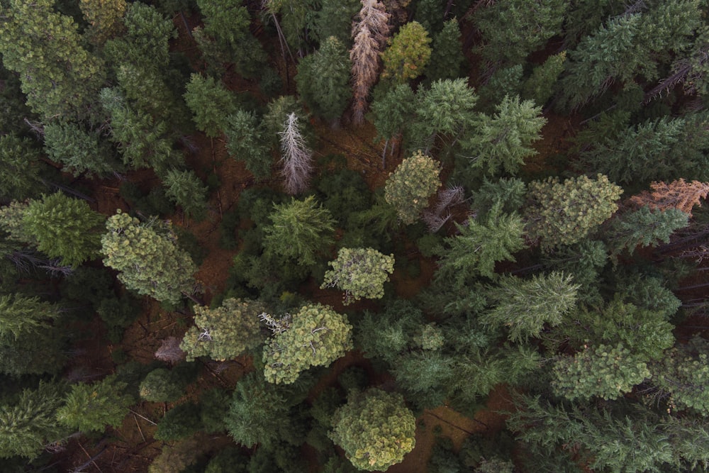 an aerial view of a forest with lots of trees