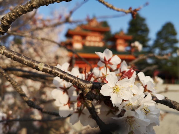 White cherry blossoms fill the foreground, with delicate petals and buds, set against a blurred background featuring traditional Japanese architecture in warm red hues. Tall evergreen trees are visible in the background, under a clear blue sky.